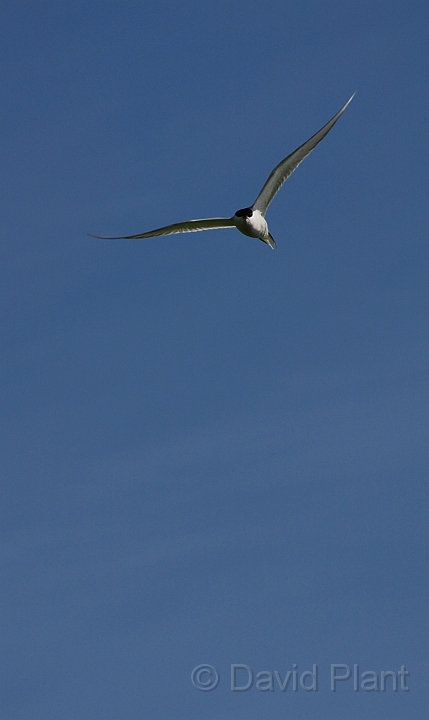 Arctic tern in flight - D.JPG - Arctic tern in flight - Shetland Islands